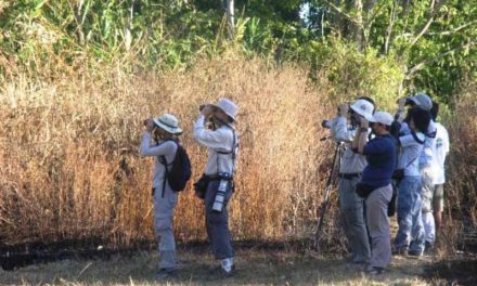 North Sulawesi Bird Watching 10D09N